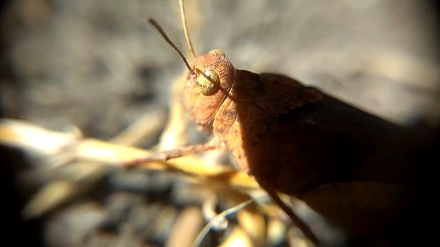 Коричневый КУЗНЕЧИК: видео макро увеличение 10х смотреть онлайн