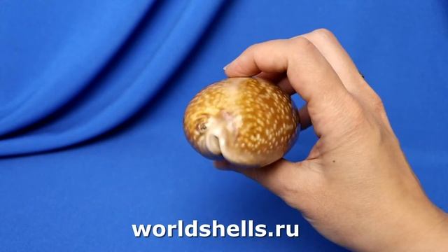 Ципрея олень (Cypraea cervus) 9,8 см. смотреть онлайн