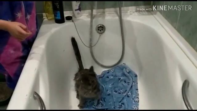 Моем кота в ванной Stay home Оставайтесь дома смотреть онлайн