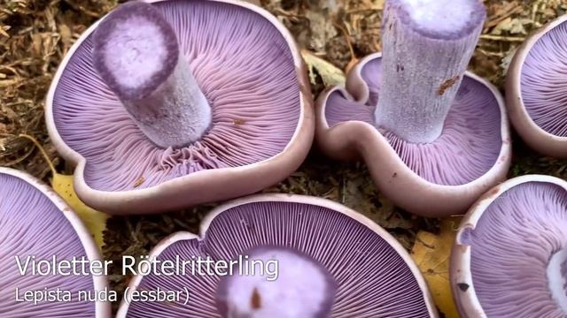 Pilze im Oktober | 25.10.2019 | Speisepilze ohne Ende | Steinpilze, Hexenröhrlinge, Reizker, Marone смотреть онлайн