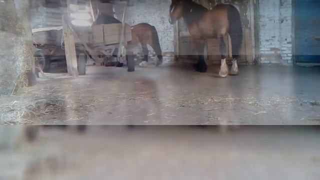 Владимирские тяжеловозы Восторг и Гутаперчивый. Проданы. смотреть онлайн