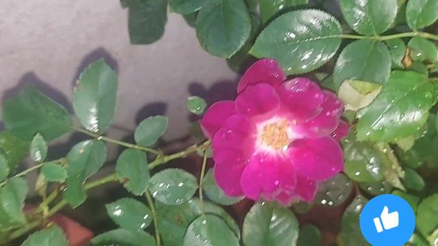 My new rose plant Jedika, Double Delight and button rose 🌹🌷😍🌹🌷 смотреть онлайн