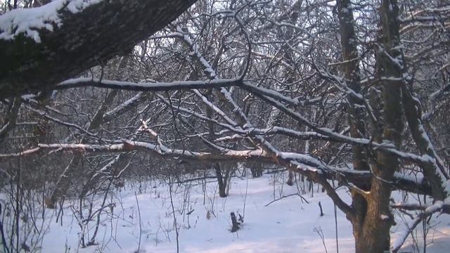 охота на зайца с гончими смотреть онлайн