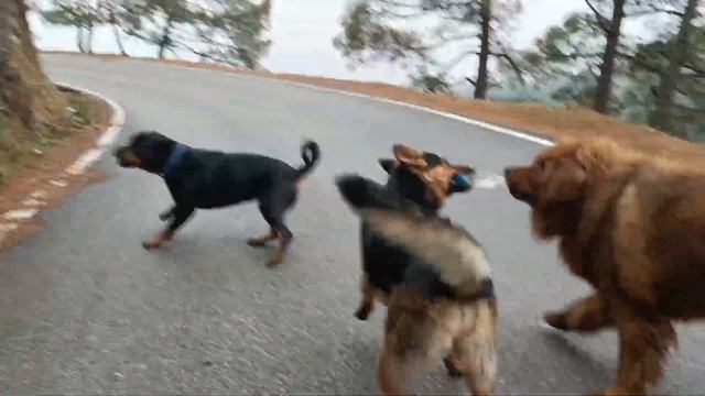 Rottweiller vs German shepherd fight 😱😱 #rott #gsd смотреть онлайн
