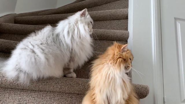 Behind The Scenes | Milkshake The Cat Vlog #3 смотреть онлайн