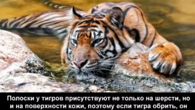 10 ФАКТОВ ПРО ТИГРОВ В КАРТИНКАХ смотреть онлайн