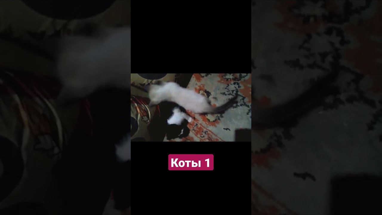 коты часть 1 #котята смотреть онлайн