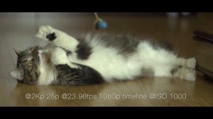 SONY PXW-FS 5  XDCAM Test Footage