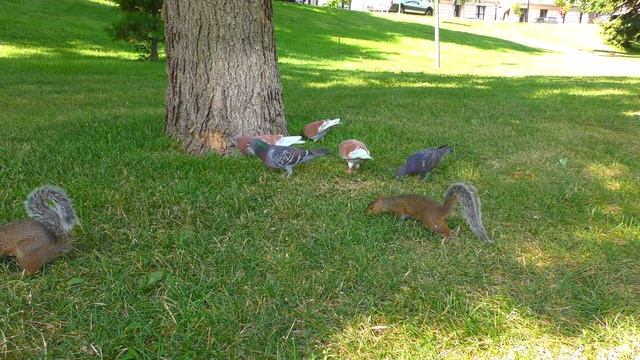 Cat Games - Cats love Watching Birds and Squirrels! смотреть онлайн