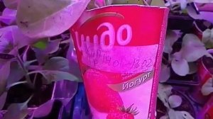 Петуния "Черный триумф". Что делать с цветком.