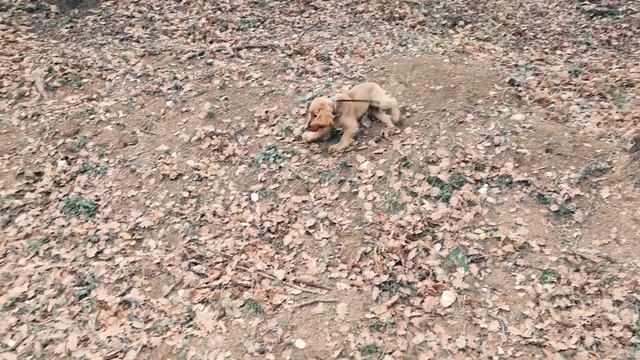 18 facts about English Cocker Spaniel ? Based on Robby Cocker's life ?? смотреть онлайн