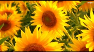 Наташа Королёва - Подсолнухи.Natasha Koroleva - Sunflowers