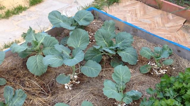 Ленивый сад или лень на плетень смотреть онлайн