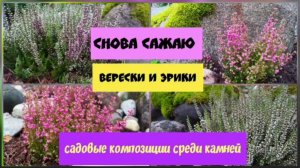 Снова сажаю верески и эрики.Садовые композиции среди камней.