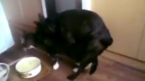 собака трахает кота