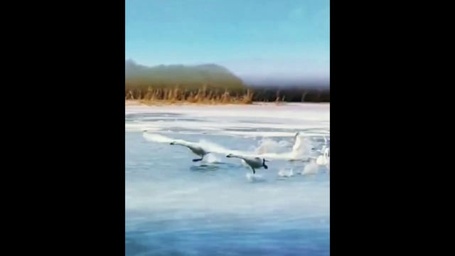 Нереально красивая песня 