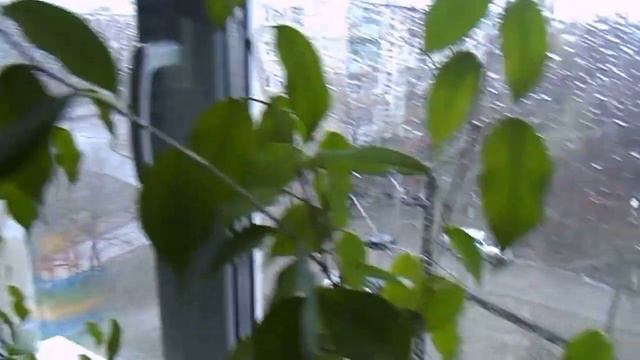 Доброе Василиса Волгоград сегодня дождик смотреть онлайн