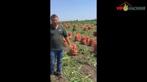 Кэнди F1 (Candy) ранний репчатый лук средней длины дня. Seminis, Голландия