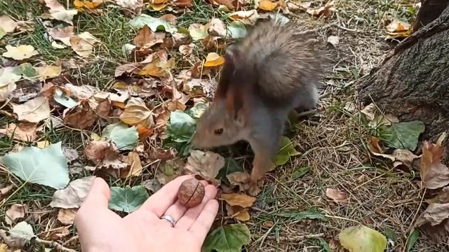 Белки не едят макадамию смотреть онлайн