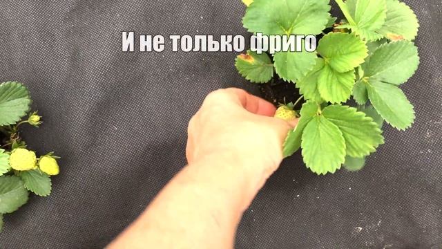 Через сколько дней поспевает КЛУБНИКА ФРИГО после посадки? Сорт Азия и Альбион смотреть онлайн