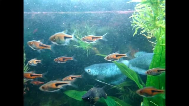 Орнатус Белоплавничный. смотреть онлайн