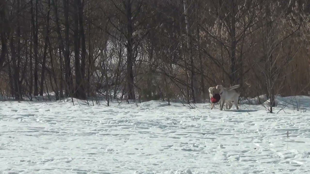 Рокки встреча с сестрой смотреть онлайн