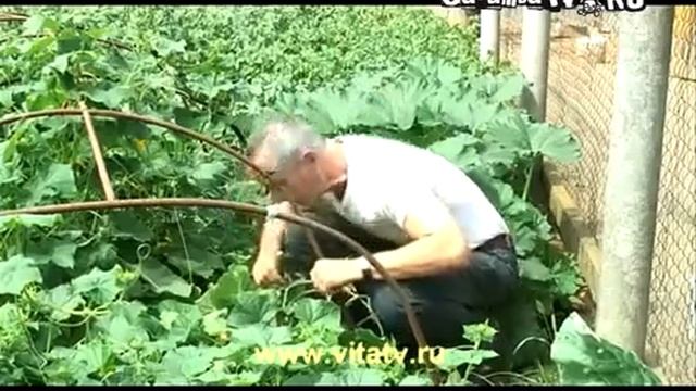 «Доктор Попов»  Лечение геморроя огурцом, «не отрывая от ботвы» 360