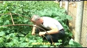 «Доктор Попов»  Лечение геморроя огурцом, «не отрывая от ботвы» 360