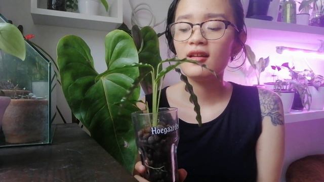 5 Easiest and Most Difficult Plants to Convert to LECA / Passive Hydroponics смотреть онлайн