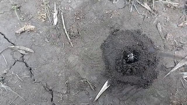 Земляная оса в норке. Оцепенение. 2мая 2020г смотреть онлайн