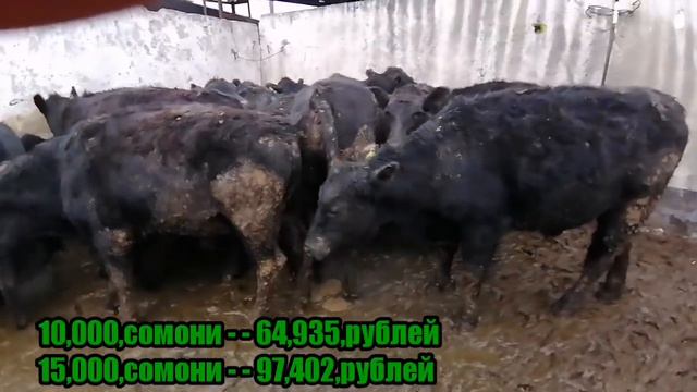 Букаи калон дар ш, Душанбе Большой бык в Душанбе смотреть онлайн