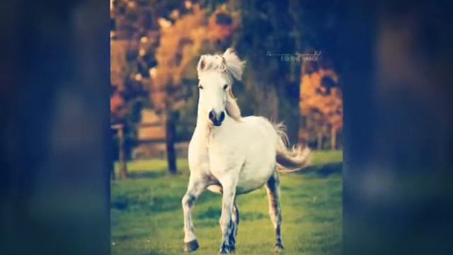 Любите лошадейи они ответят вам тем же♥ смотреть онлайн