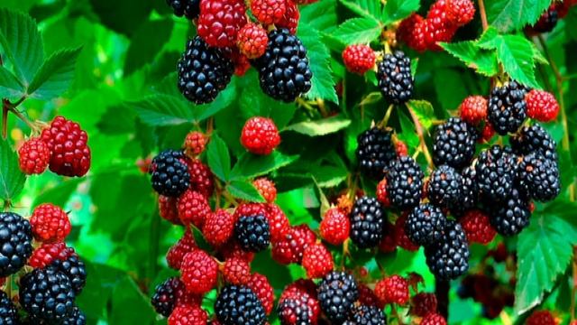 Дикорастущие растения в нашем питании. Ежевика сизая. смотреть онлайн