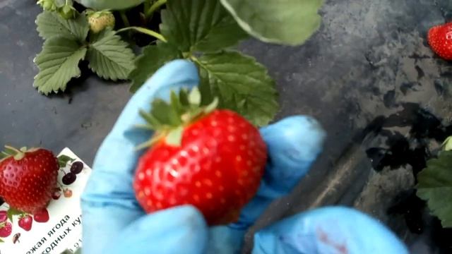 Сорт клубника СОНСЕЙШН (Сенсация), г. Омск Ферма "Омская Ягода" смотреть онлайн