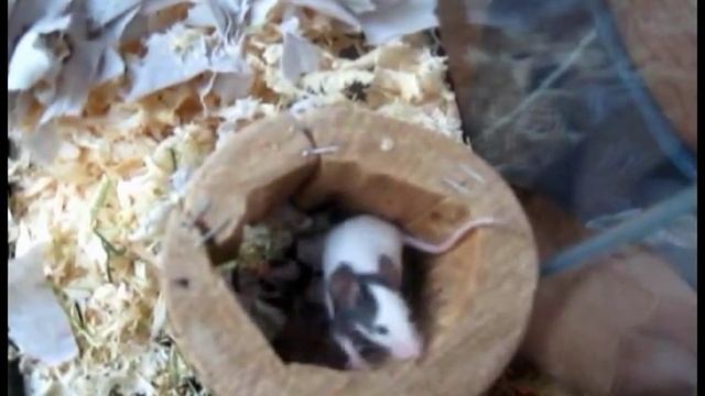 Мышата недавно родились смотреть онлайн