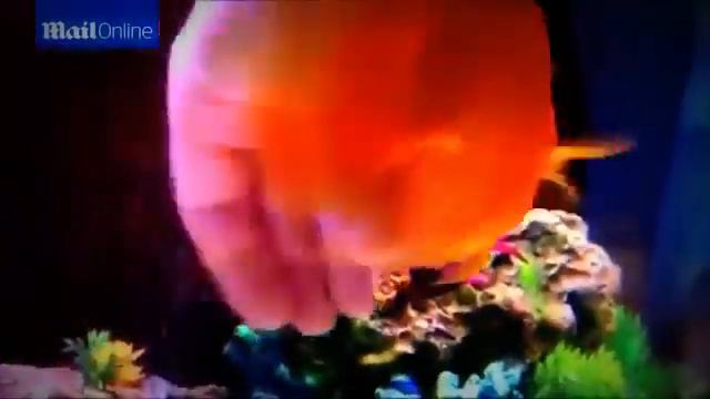 Ручная аквариумная рыбка смотреть онлайн