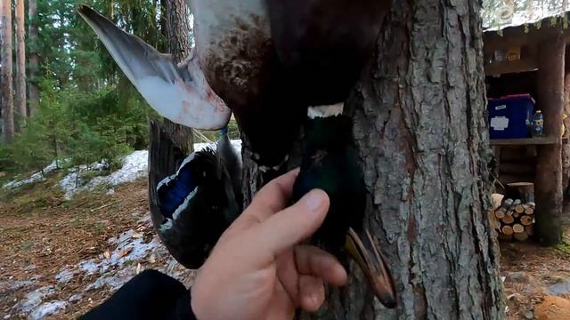 ВЕСНОВКА 2023 \ Часть 4 \ ТРУДОВЫЕ СЕЛЕЗНИ \ ИДУТ МОРОЗЫ \ УТКИ СНОВА ПОШЛИ НА ЮГ смотреть онлайн