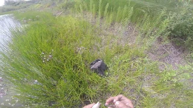 Ловля окуня на спиннинг на озере , видео rybachil.ru смотреть онлайн