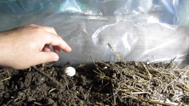 Землянка выживание! Харьков! шампиньоны грибы! мицелий! посадка мицелия! вырастить грибницу! смотреть онлайн