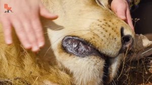 КЛЫКИ ЛЬВА (Залез в пасть льва)  Койот Питерсон на русском