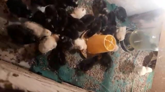 доминант д959 6 дена смотреть онлайн
