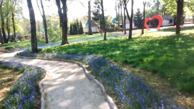 Моя лучшая покупка этого года))) Много тюльпанов не бывает!) смотреть онлайн