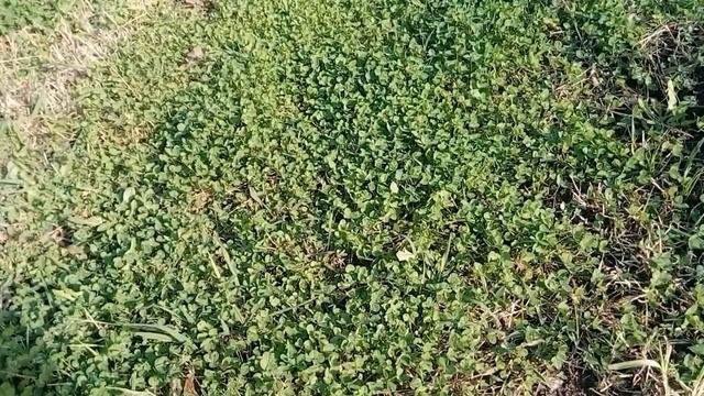 Зачем удалять дёрн смотреть онлайн