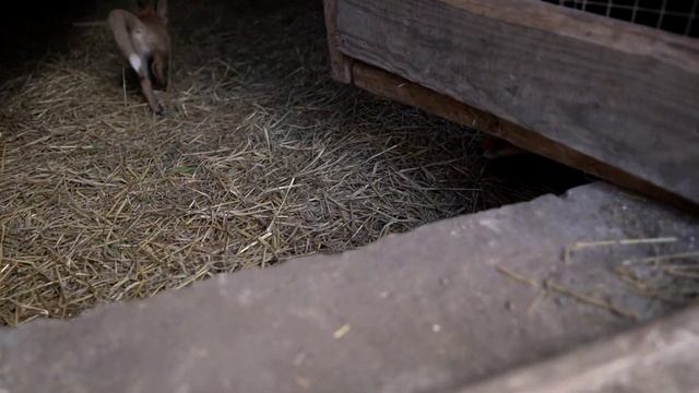 ДНЕВНИК ЛИСЫ. "Ммм, как вкусно" работает? смотреть онлайн