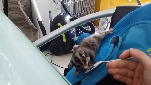 Мой зверь (летяга) смотреть онлайн