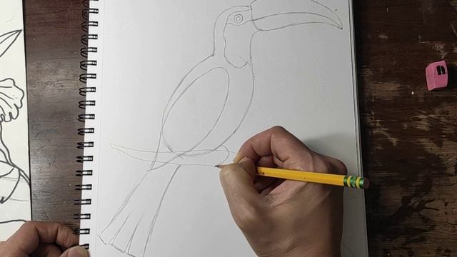 Как нарисовать тукана в карандаше? смотреть онлайн