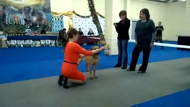 Южноафриканский бурбуль ,выставка г.Красноярск смотреть онлайн