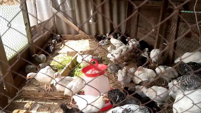 Убрал сорняки с мини фруктового сада . цыплята . куры . утки . инкубаторы .