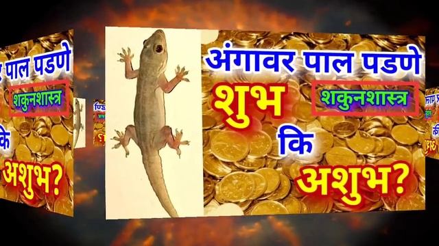पाल अंगावर पडणे शुभ की अशुभ? शकुन की अपशकुन? Pal angavar padne Shubh ki Ashubh? Shakun Apshakun? смотреть онлайн