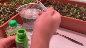 КАК НАС ОБМАНЫВАЮТ! ПРОВЕРКА РЕЦЕПТА размножения ХЛОРЕЛЛЫ.